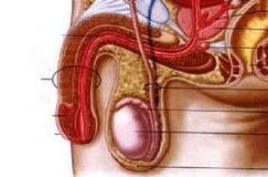 男性生殖器官